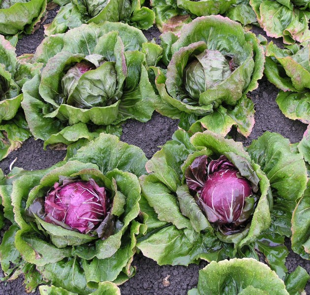 RadicchioChioggiaBestand