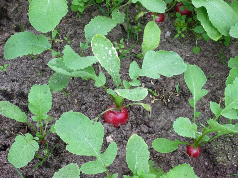 Radijs planten (Raphanus sativus subsp. sativus)