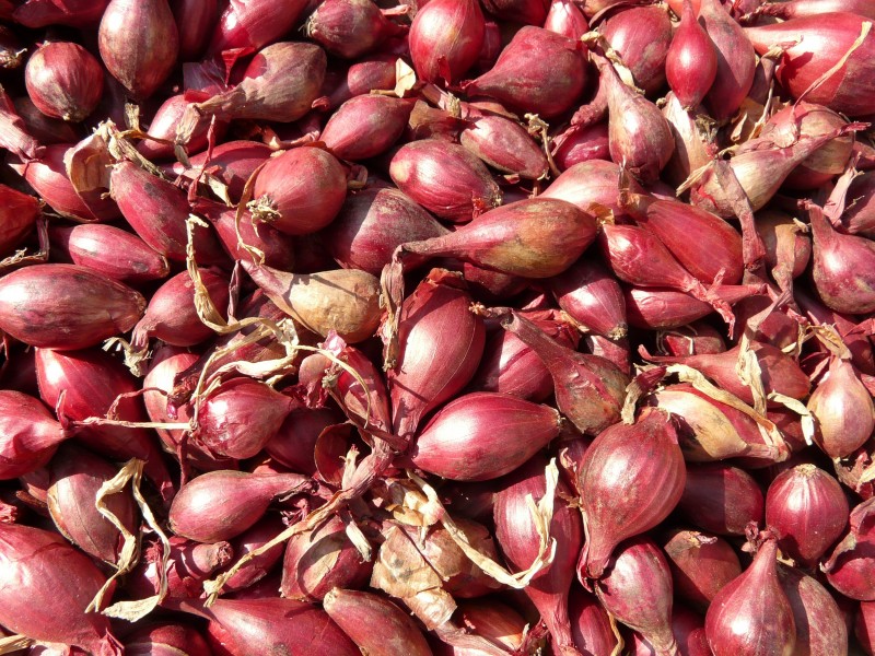 Red-shallots-5768 - Hans Braxmeier