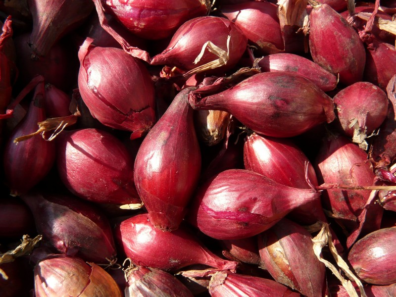 Red-shallots-5773 - Hans Braxmeier
