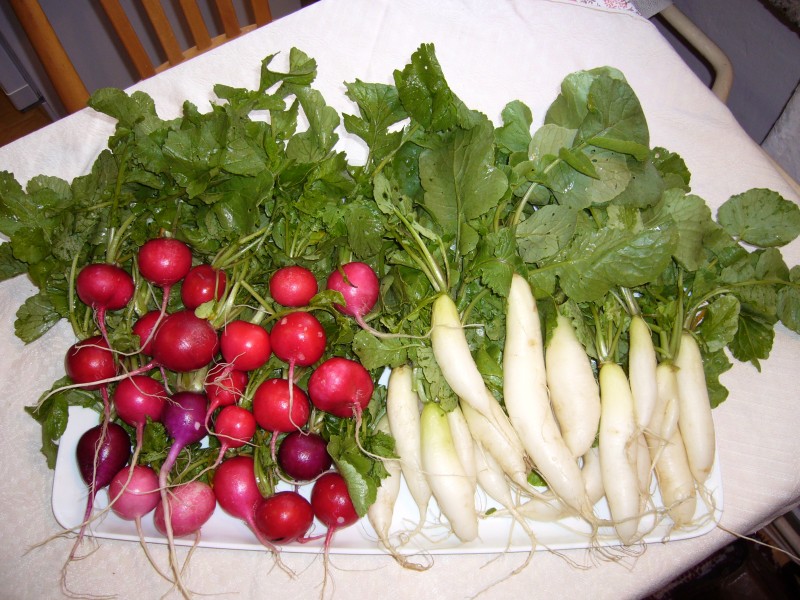 Red and white variety of redish