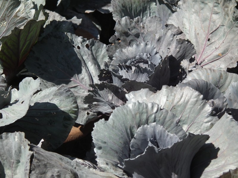 Red cabbage from lalbagh 2302