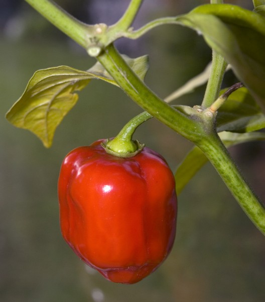 Red Savina