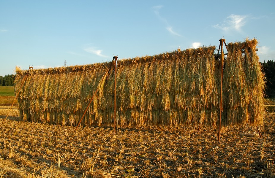 Rice drying