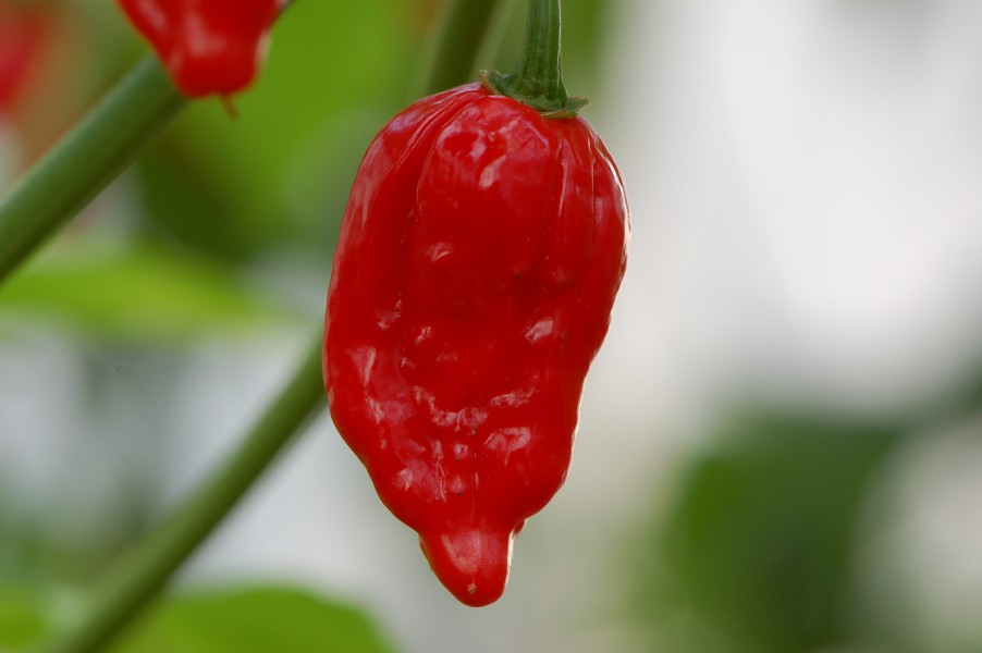 Ripe dorset naga chile