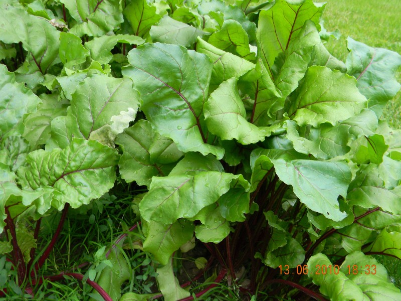Rote beete mit geohumus gewachsen