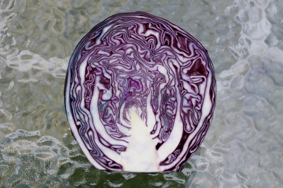 Rotkohl (Brassica oleracea convar)