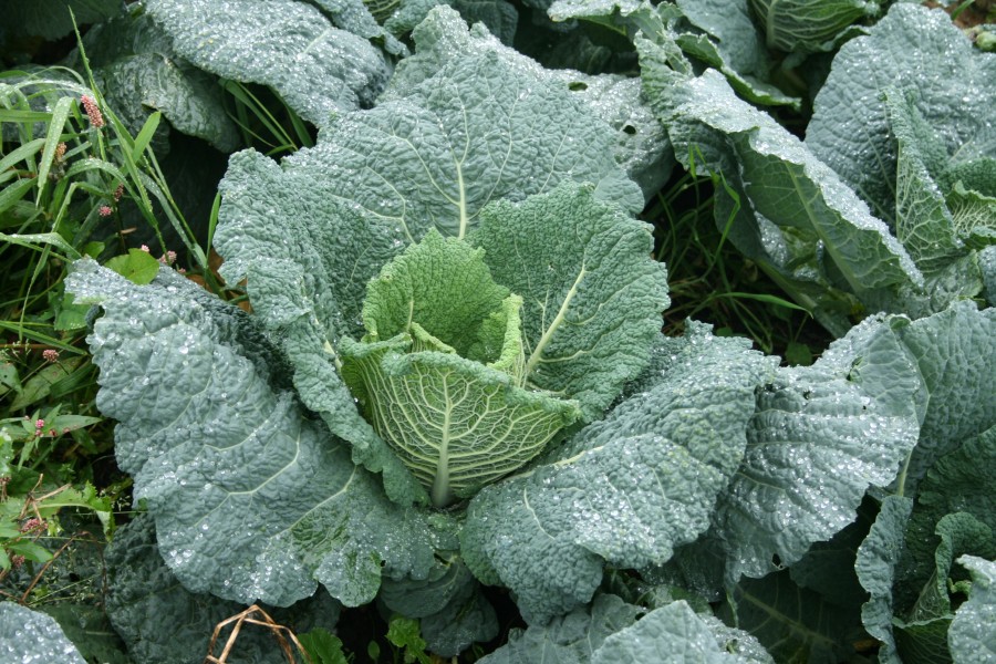 Savoy Cabbage