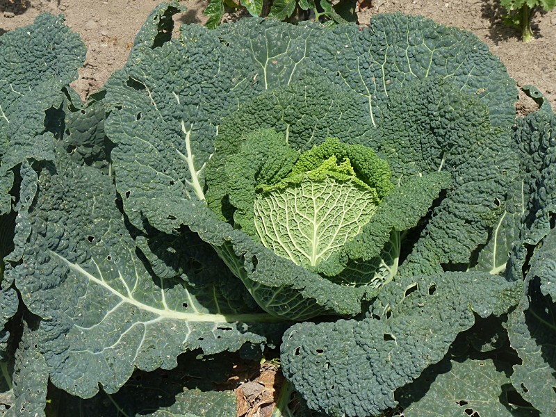 Savoy cabbage J1