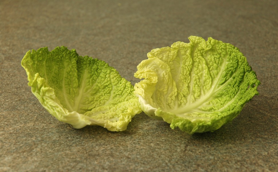 Savoy cabbage leaves
