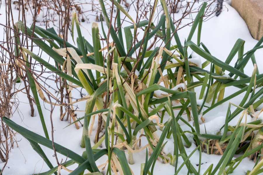 Scallions and Basil in Snow