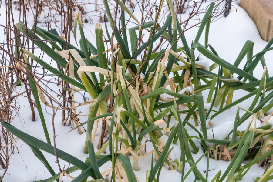 Scallions and Basil in Snow