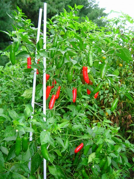 Serranochilis