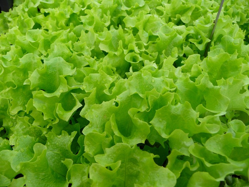 Setzlinge Lollo bianco