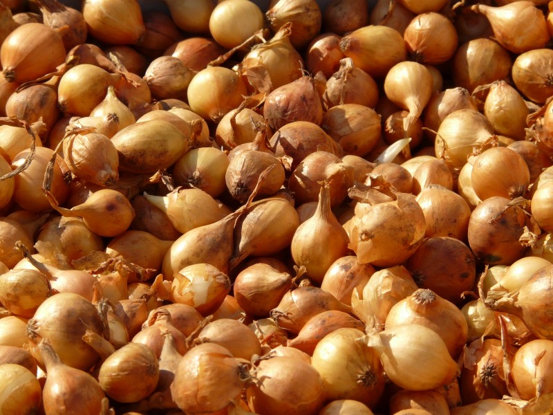 Shallot-5774 - Hans Braxmeier