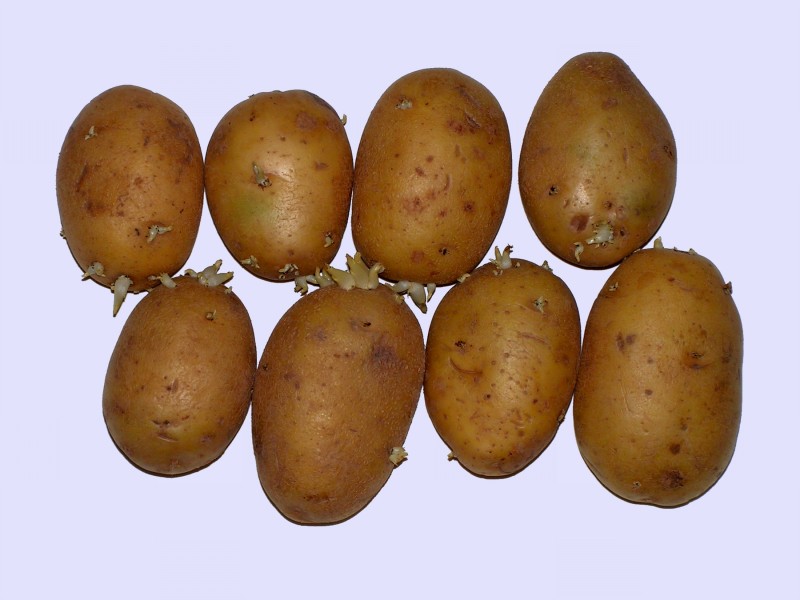 Solanum tuberosum Vineta20100419 12-2