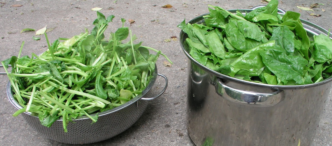 Spinach leaves and stems