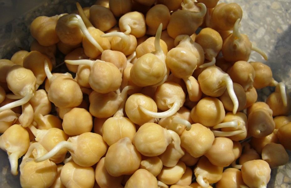 Sprouted chickpeas (1)
