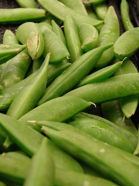 Starr 070730-7860 Pisum sativum var. macrocarpum