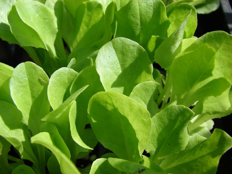 Starr 080117-2161 Lactuca sativa