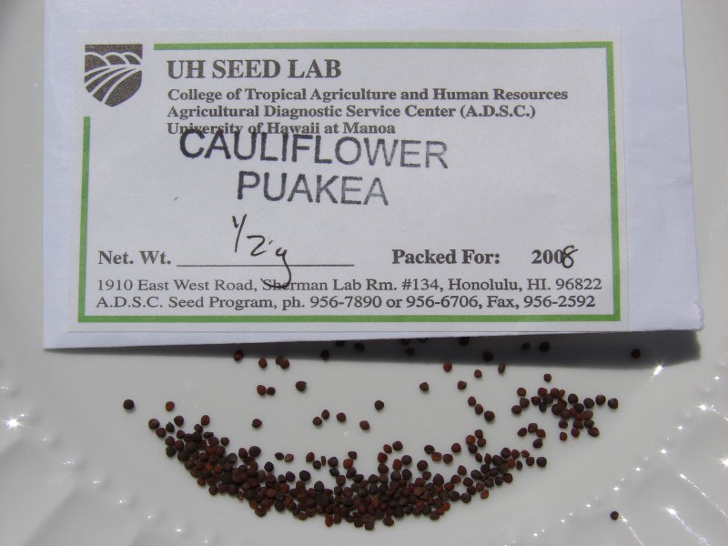 Starr 080815-9799 Brassica oleracea var. botrytis