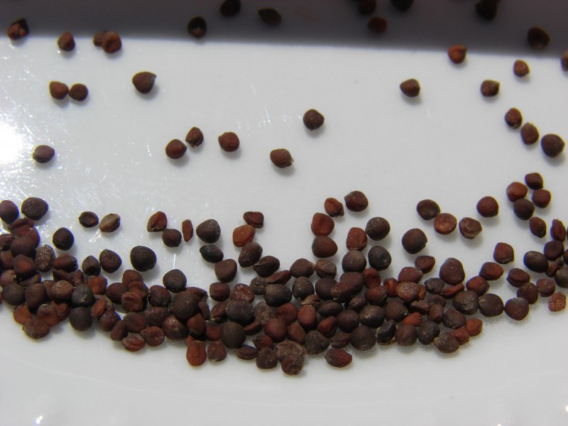 Starr 080815-9800 Brassica oleracea var. botrytis