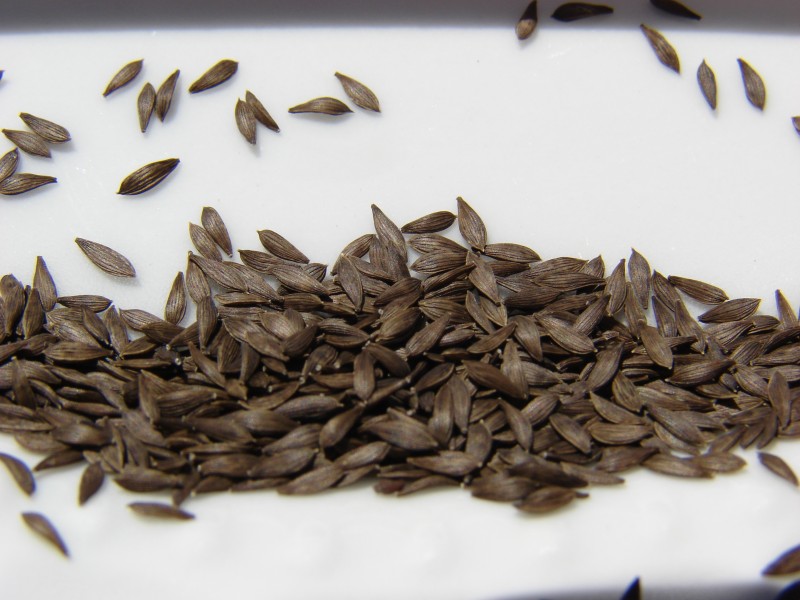 Starr 080815-9802 Lactuca sativa