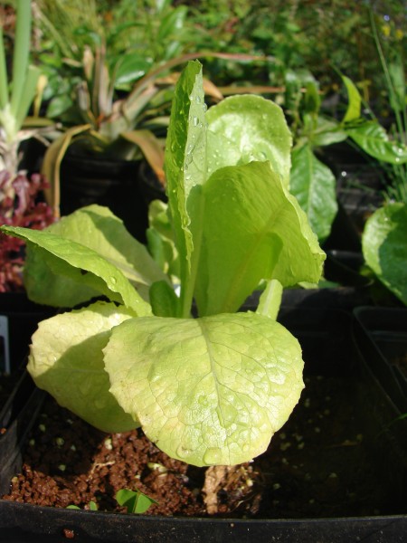 Starr 080914-9873 Lactuca sativa
