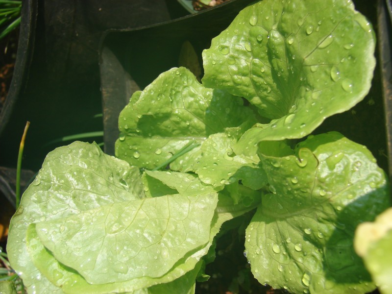 Starr 080914-9875 Lactuca sativa