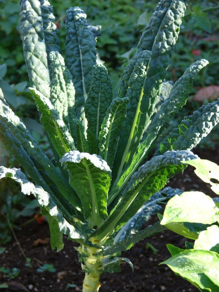 Starr 081031-0376 Brassica oleracea