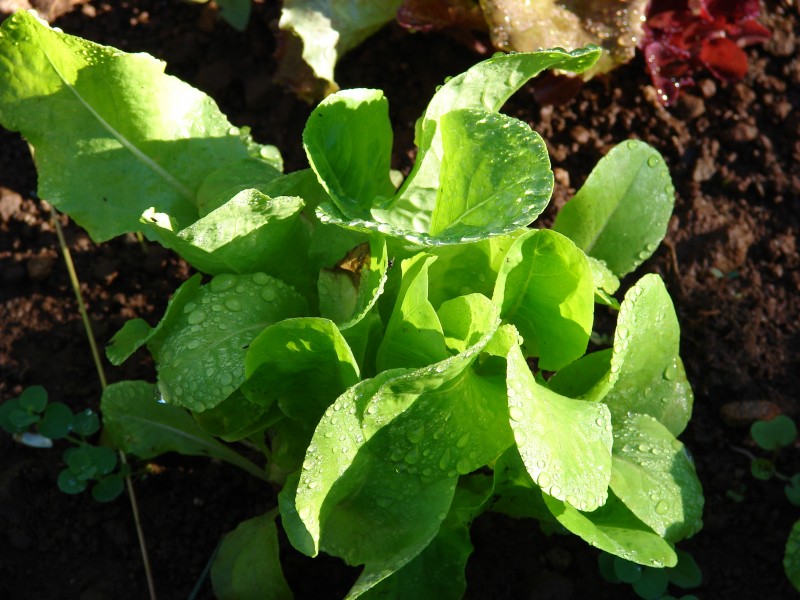 Starr 081031-0377 Lactuca sativa