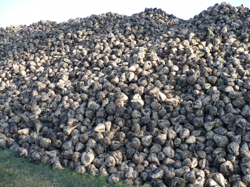 SugarBeet
