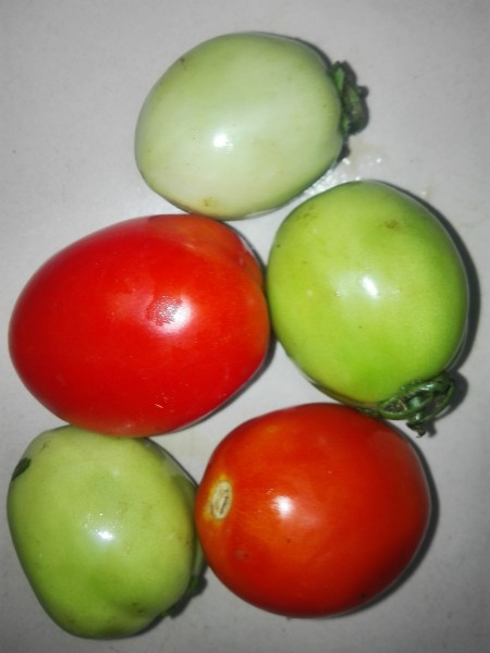 Tomatoes 3