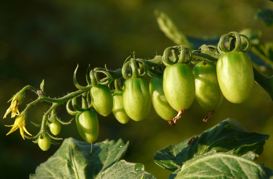 Unripe tomatoes