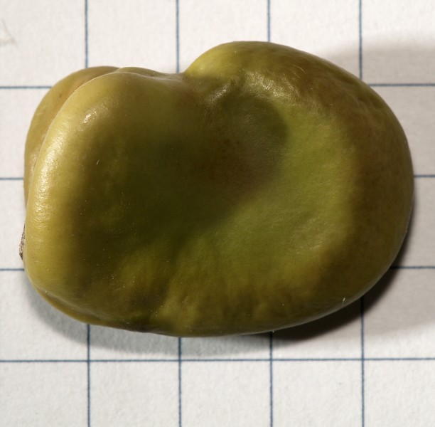 Vicia.faba.seed