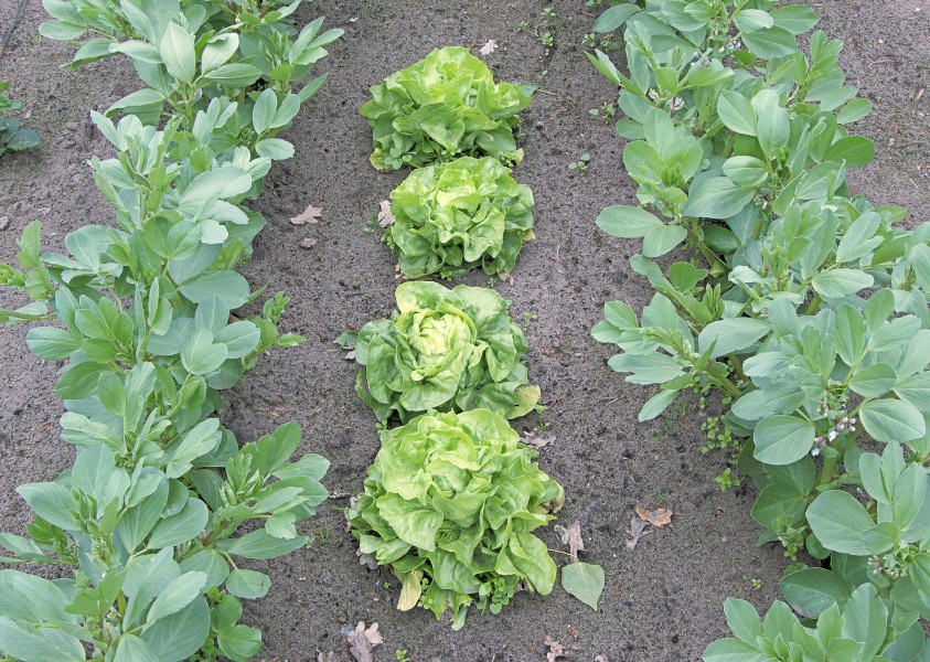 Vicia faba and lettuce