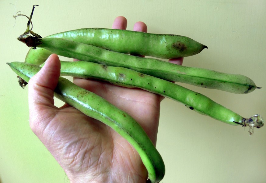 Vicia fabaFèveLégumineuse,