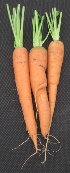 West Show Jersey July 2010 14