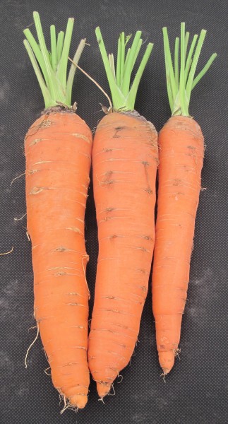 West Show Jersey July 2010 15
