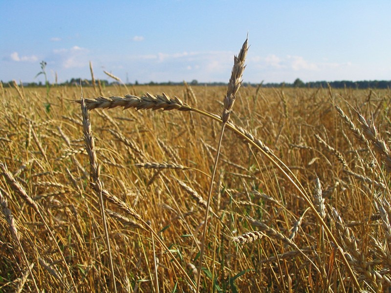 Wheat Tomsk