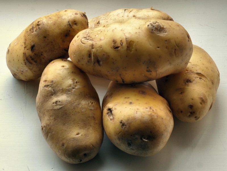 Yleisperuna 2008