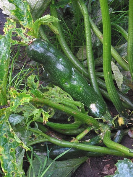 ZYMV courgette-geelmozaïkvirus