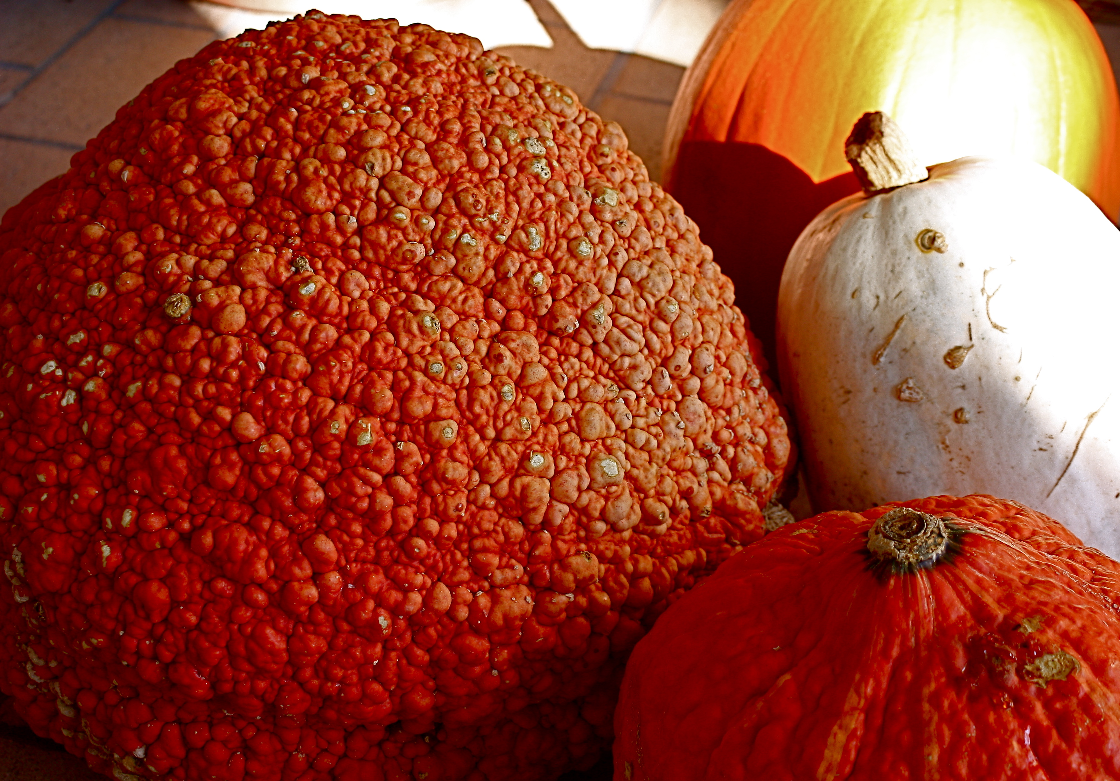Pumpkins (3025732077)