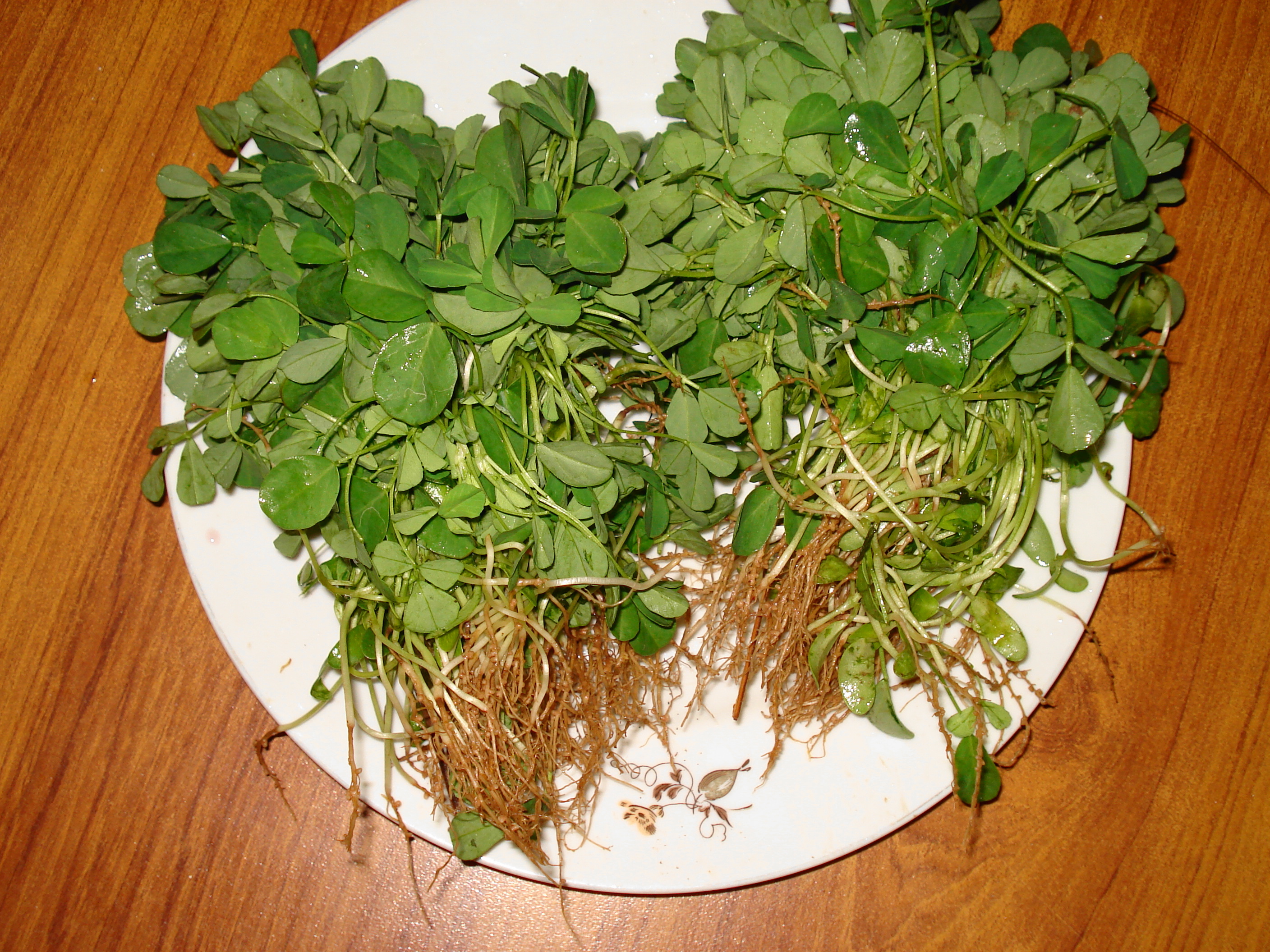 Qasuri Methi