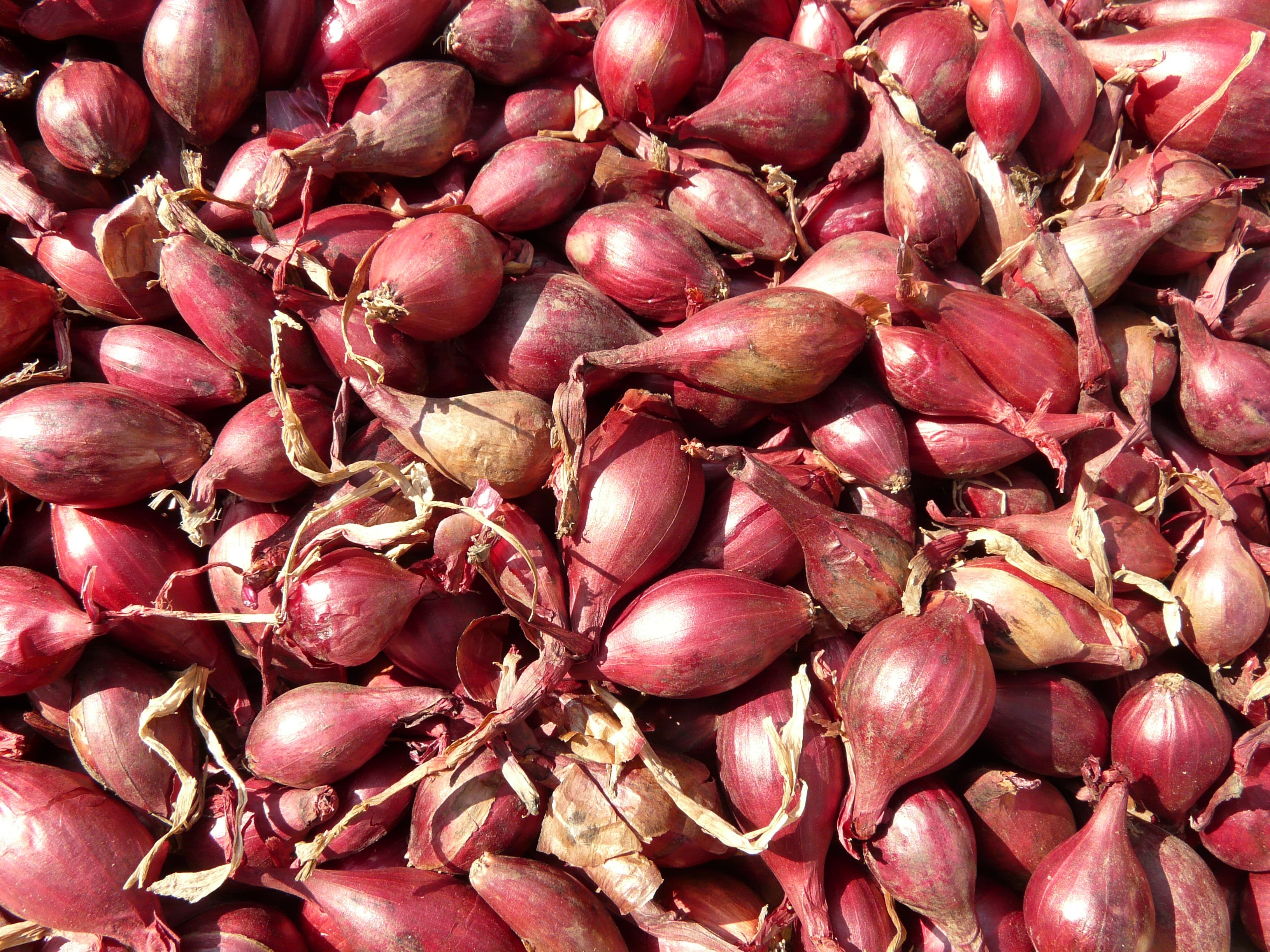 Red-shallots-5768 - Hans Braxmeier