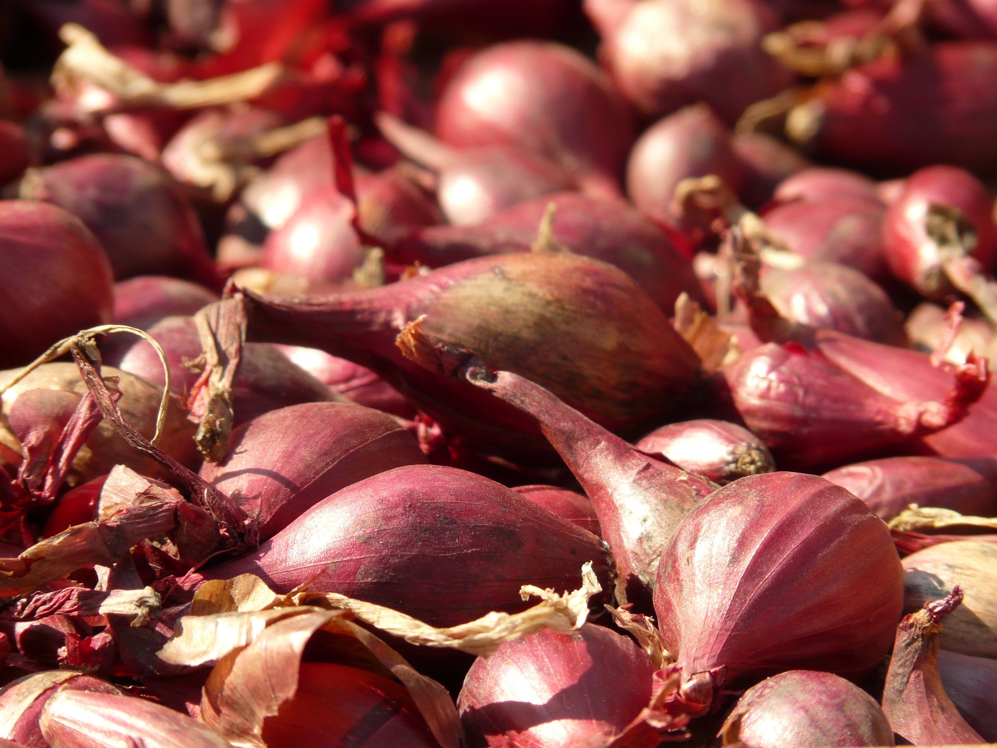 Red-shallots-5775 - Hans Braxmeier