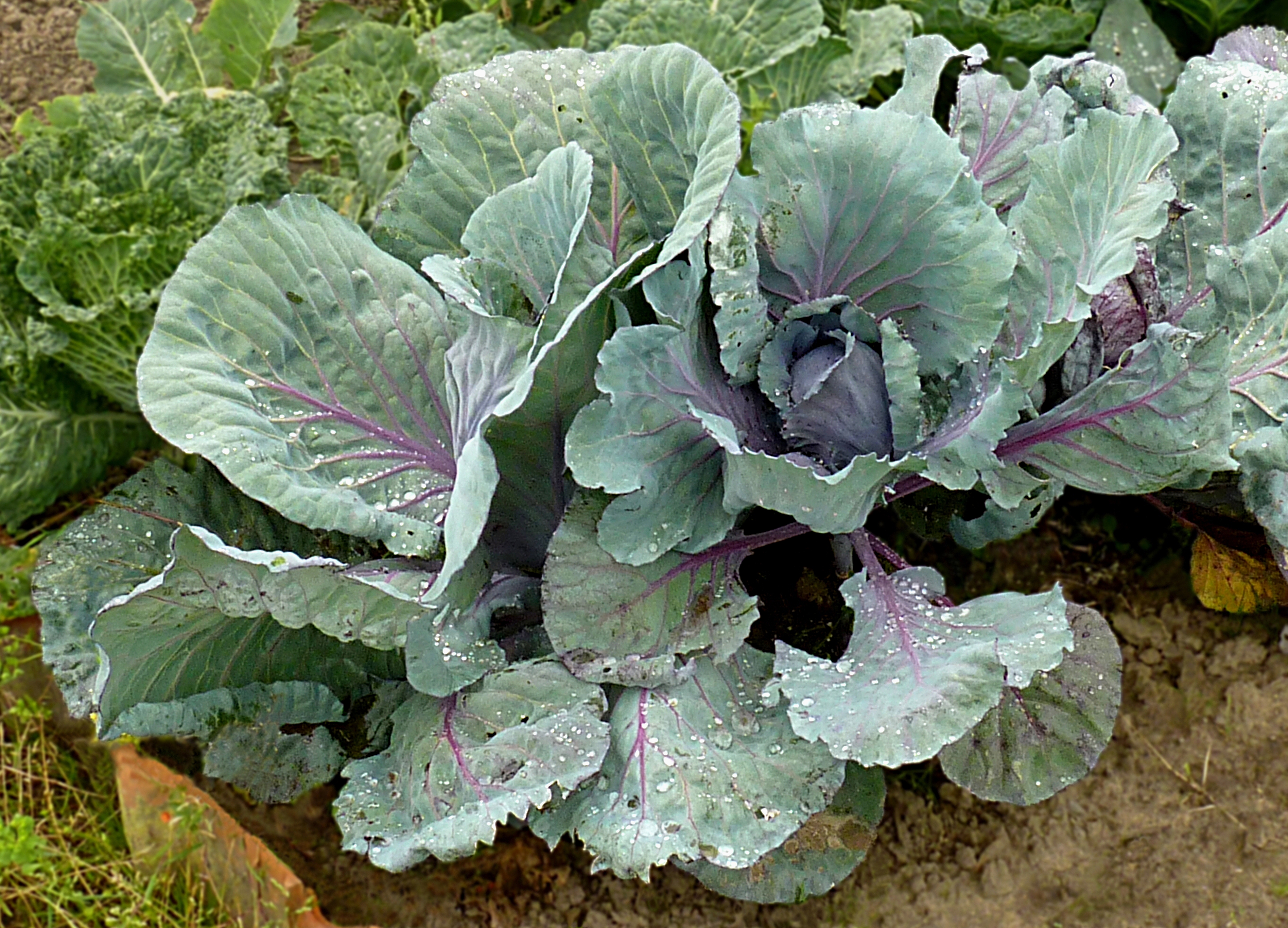 Red cabbage J1