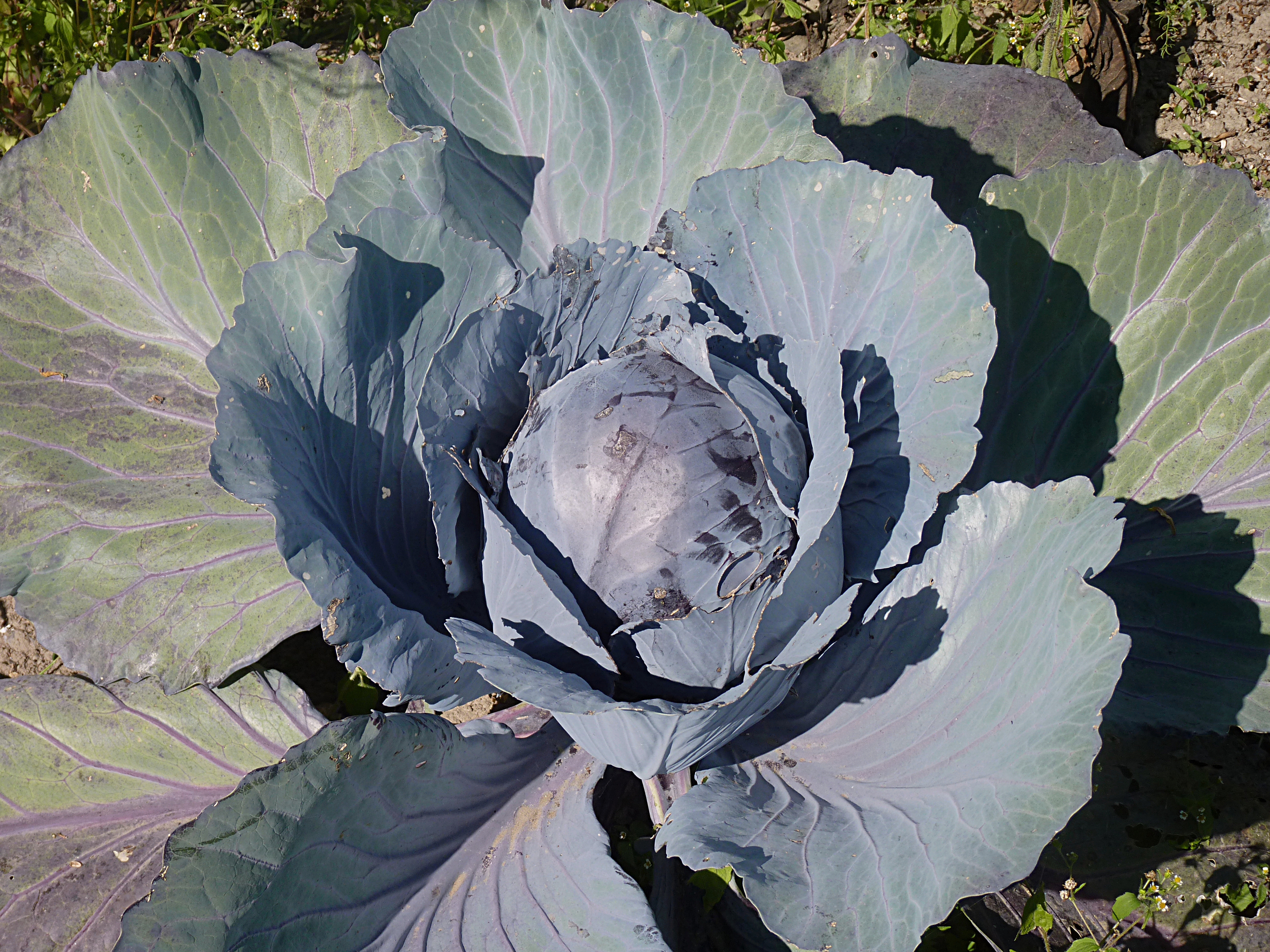 Red cabbage J2