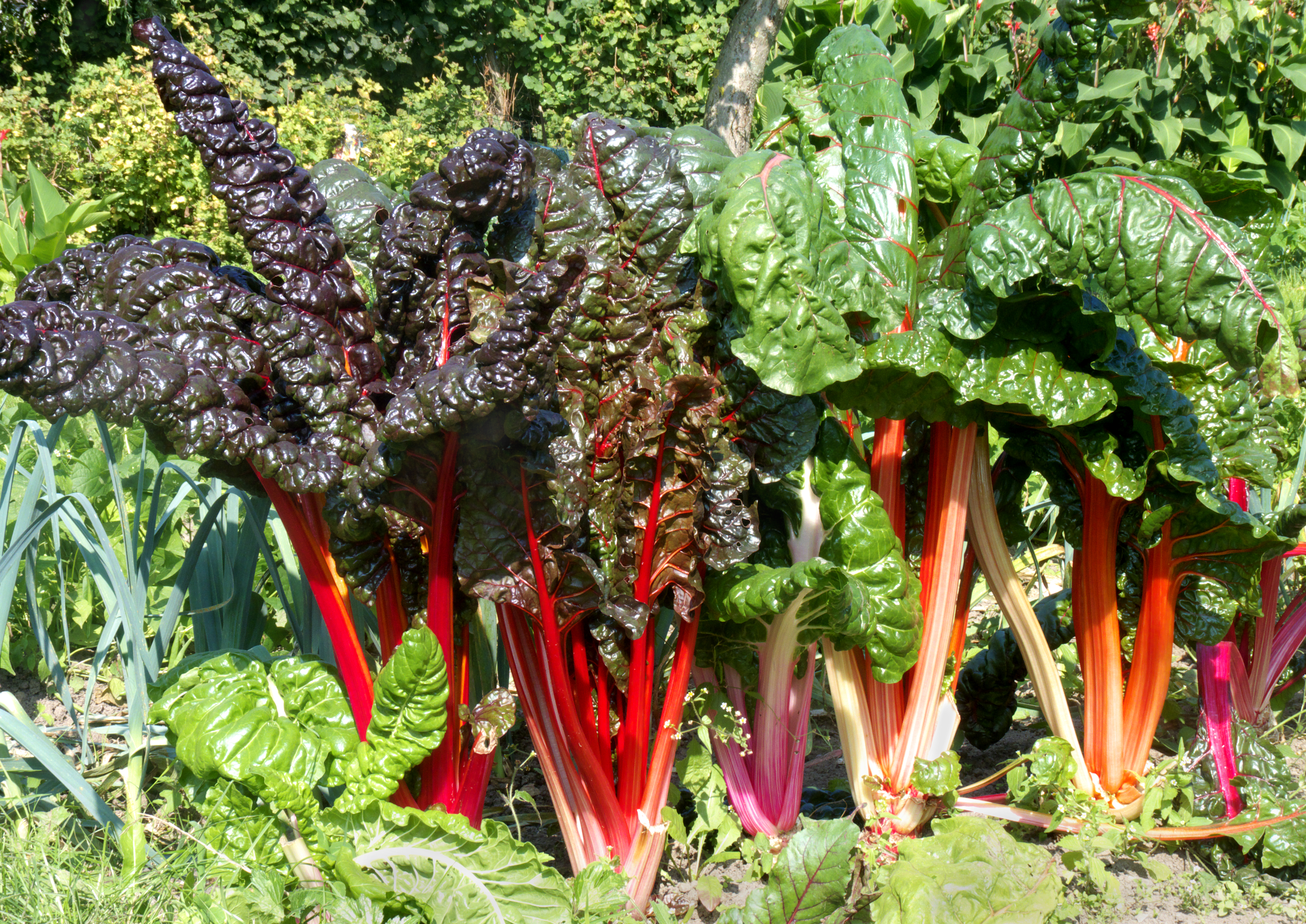 Red chard J2