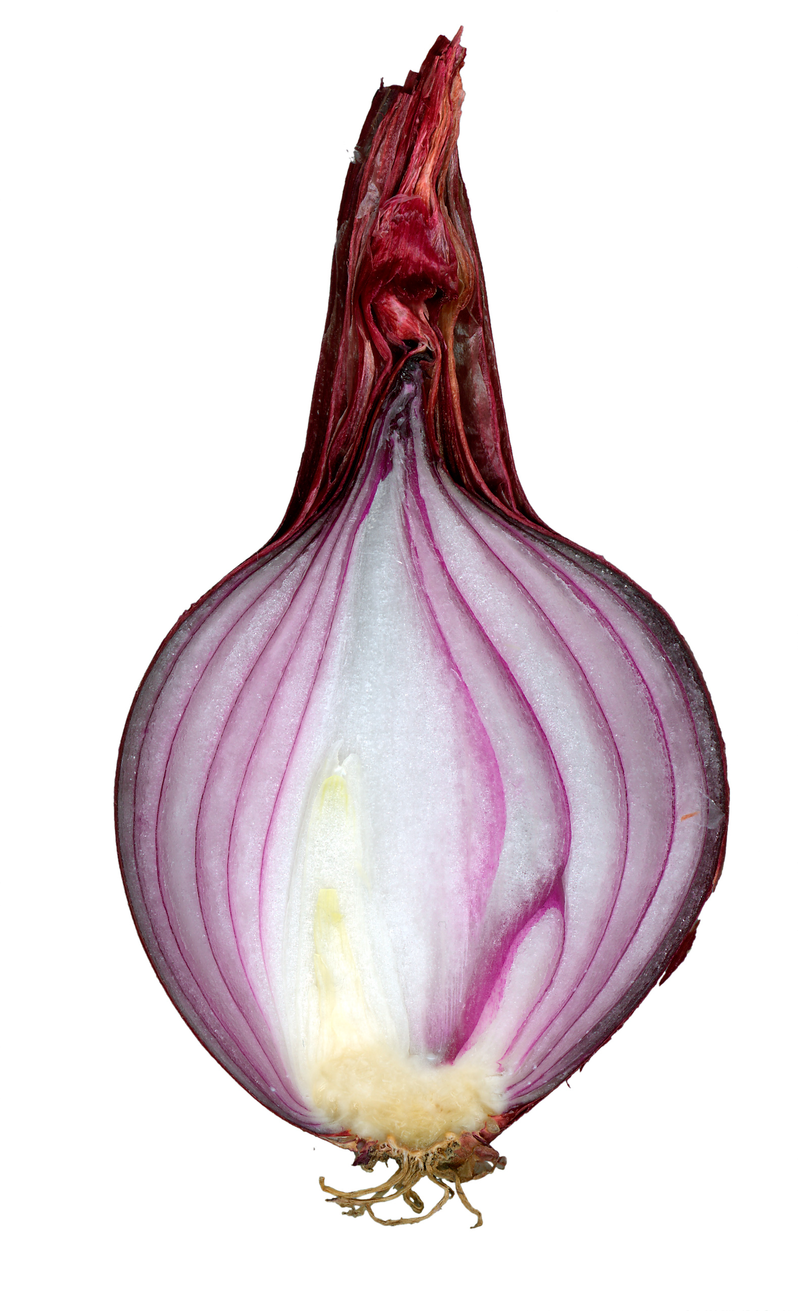Red onion cut